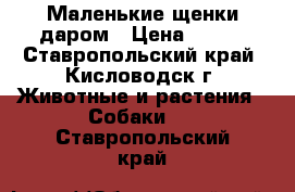 Маленькие щенки даром › Цена ­ 100 - Ставропольский край, Кисловодск г. Животные и растения » Собаки   . Ставропольский край